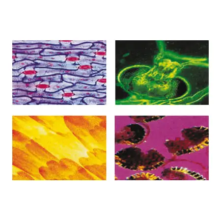 Konus Vetrini Preparati: Riproduzione e Propagazione delle Piante - Microscopi