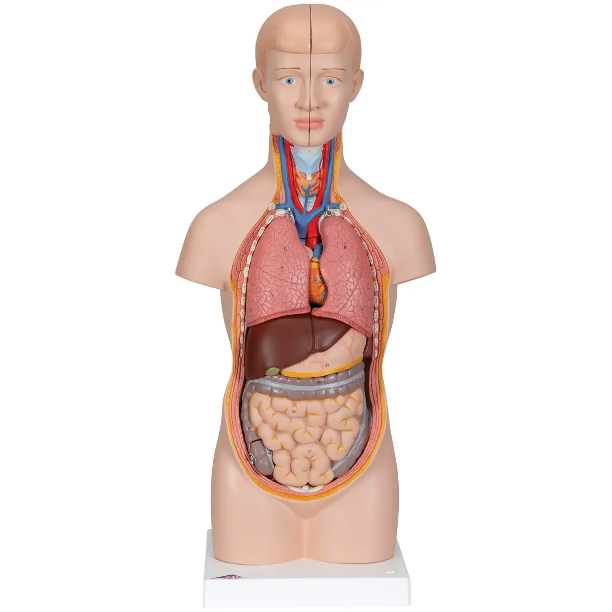 Modello Mini Torso con Testa Staccabile – Modello Didattico Anatomico - II corpo umano