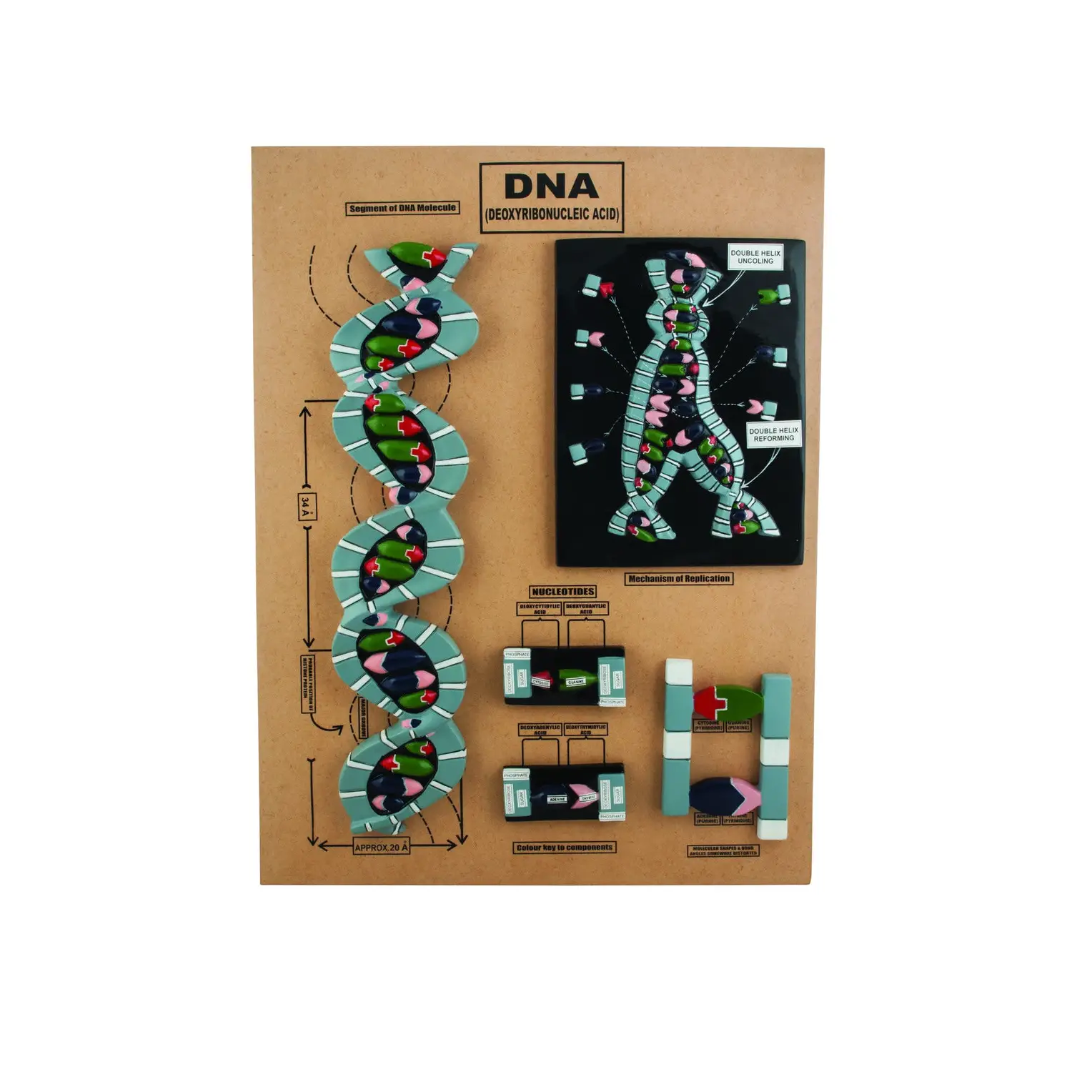 Modello Tavola DNA – Rappresentazione Tridimensionale della Doppia Elica - II corpo umano