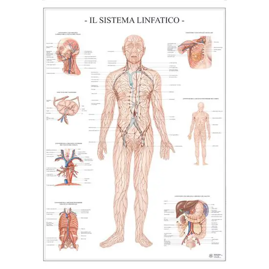 Poster Scientifico Sistema Linfatico – Tavola Didattica ad Alta Definizione - II corpo umano