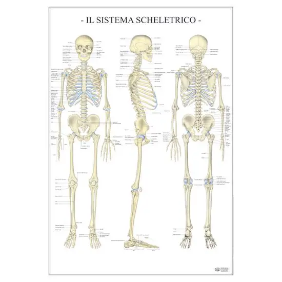 Poster Scientifico Sistema Scheletrico – Tavola Didattica ad Alta Definizione - II corpo umano